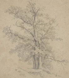 Baum