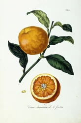Orangenfrucht, Citrus Aurantium, Fructus
