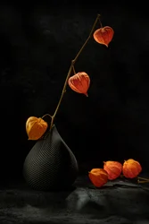 Stillleben mit Lampionblumen