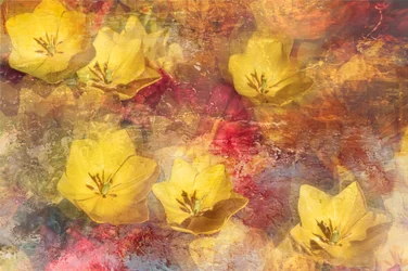 Texturierte gelbe Tulpen
