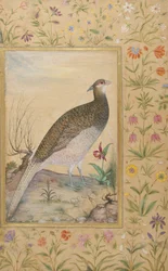Ein Himalaya-Schneehuhn