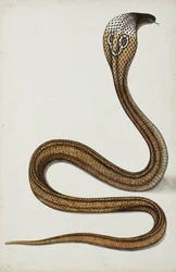 Eine Kobra (Maja tripudians) mit gespreizter Haube, 1785-89