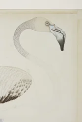 Ein Flamingo (Detail), ca. 1780