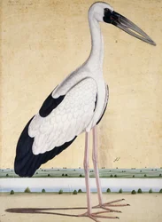Ein Storch mit offenem Schnabel, um 1780
