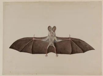 Asiatische Kleine Falsche Vampirfledermaus, ca. 1790
