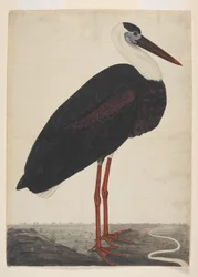 Schwarzstorch in einer Landschaft, ca. 1780 (Deckfarben auf europäischem Papier)