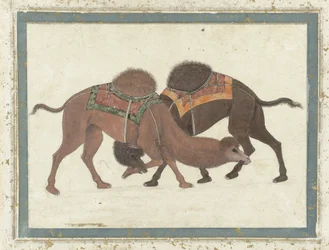 Kämpfende Kamele, ca. 1680-1700