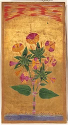 Vier Uhr oder Das Wunder von Peru (Mirabilis Jalapa), Mughal-Periode