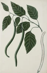 Früchte und Blätter einer der Bignoniaceae, 1785-89
