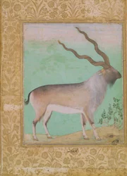 Steinbock, Mughal