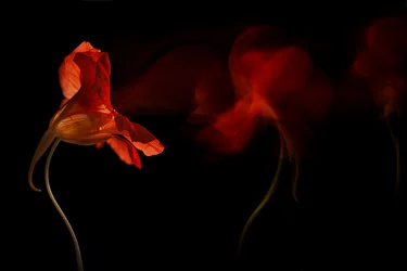 Lebendiger Blumenfluss