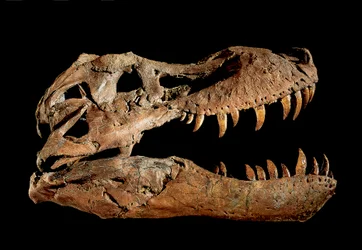 Fossiler Schädel von Tyrannosaurus Rex "Sue"