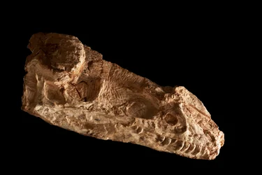 Sub-adult Guanlong Wacali Schädel im IVPP in Peking, China