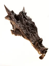 Der Schädel des Dracorex im Kindermuseum in Indianapolis, Indiana