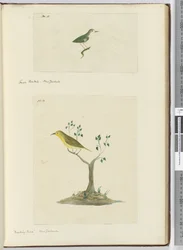 F.15 Kleiner Fächerschwanz, Neuseeland  F.16 Spottdrossel, Neuseeland, 1772-75