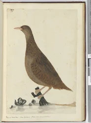 Ralle oder Waldhenne. Neuseeland. (Ernährt sich an kleinen Bächen), 1772-75