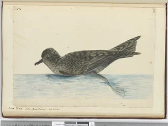 F.36 Schwarzer Pintado. Mutter Careys Küken. Hohe südliche Breiten, 1772-75