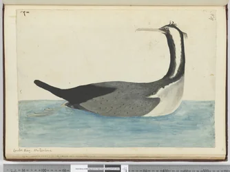 F.47 Schopfscharbe. Neuseeland, 1772-75