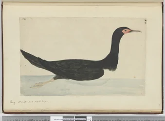F.48 Kormoran. Neuseeland und Staten Island, 1772-75