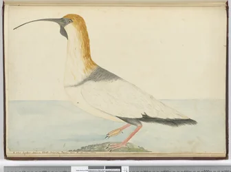Ein neuer Brachvogel. Gesehen auf Staten Island, Feuerland, Jan. 1774, 1772-75