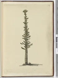 Eine Art Fichtenkiefer auf der Insel Pines am südlichen Ende von Neukaledonien, hoch genug für Masten einer sehr großen Sorte. Gesehen Sept. 1774..., 1772-75