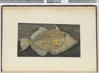Ein Fisch namens Alte Frau von S. Jago, 1772-75