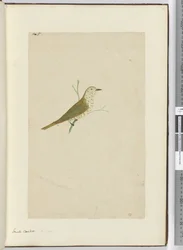 F.5 Kleiner Kuckuck, Neuseeland, 1772-75