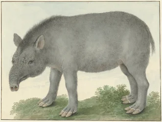 Tapir