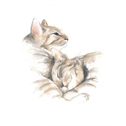 Entspannte Katzen