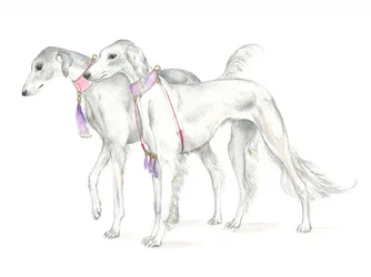 Saluki-Hunde mit zierlichen Halsbändern