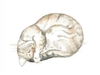 Schlafende getigerte Katze