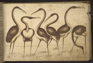 Vögel, aus Historia Animalium, bestehend aus 245 Feder-und-Tinte-Zeichnungen verschiedener Tierarten und mythischer Kreaturen, jeweils begleitet von einer Beschreibung, 1595