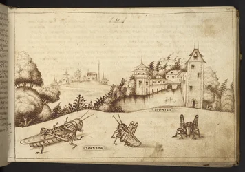 Heuschrecken, die eine hohe Pflanze fressen, aus Historia Animalium, bestehend aus 245 Feder-und-Tinte-Zeichnungen verschiedener Tierarten und mythischer Kreaturen, jeweils begleitet von einer Beschreibung, 1595