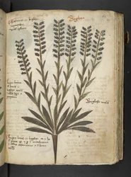 Ein Kräuterbuch, Belluno