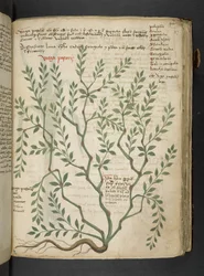 Ein Kräuterbuch, Belluno