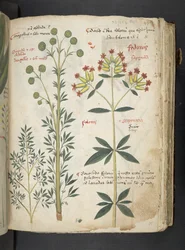 Ein Kräuterbuch, Belluno
