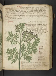 Ein Kräuterbuch, Belluno