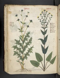 Ein Kräuterbuch, Belluno