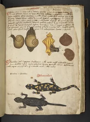 Chiocciole und Salamandra, aus Ein Kräuterbuch, Belluno
