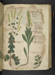 Add MS 41623 f.113r 