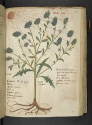 Add MS 41623 f.114r 