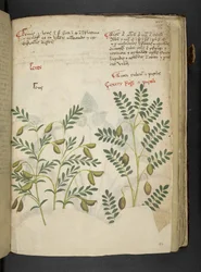 Ein Kräuterbuch, Belluno