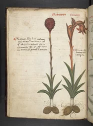 Ein Kräuterbuch, Belluno