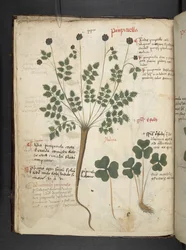 Ein Kräuterbuch, Belluno