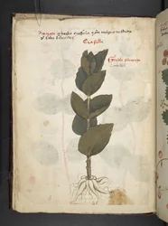 Ein Kräuterbuch, Belluno