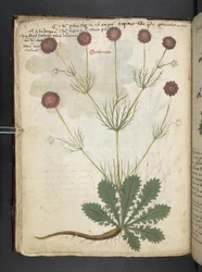 Ein Kräuterbuch, Belluno