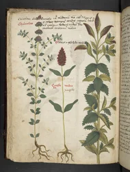 Ein Kräuterbuch, Belluno