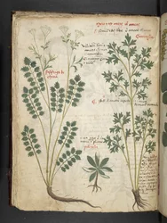 Ein Kräuterbuch, Belluno