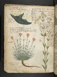Ein Kräuterbuch, Belluno