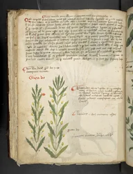 Ein Kräuterbuch, Belluno
